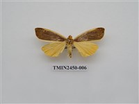 藏品(黑緣灰苔蛾)的圖片